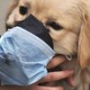В США домашняя собака заболела "свиным" гриппом