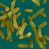 Дезинфекция делает бактерии невосприимчивыми к антибиотикам
