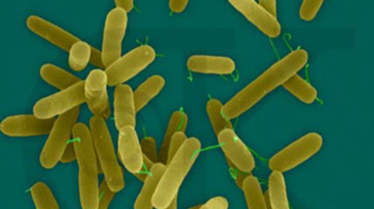 Дезинфекция делает бактерии невосприимчивыми к антибиотикам