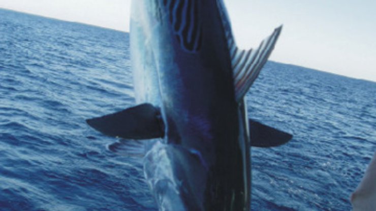 В Японии гигантского тунца продали за 170 тысяч долларов