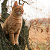 В Киеве сняли с дерева мешавшего экскурсиям кота