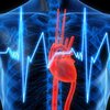Найдены гены, регулирующие частоту сердцебиений