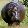 В Черногории в зоопарк вернулся сбежавший бегемот