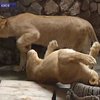 Львятам в Киевком зоопарке исполнился год