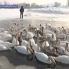 В Черновицкой области замерзло лебединое озеро