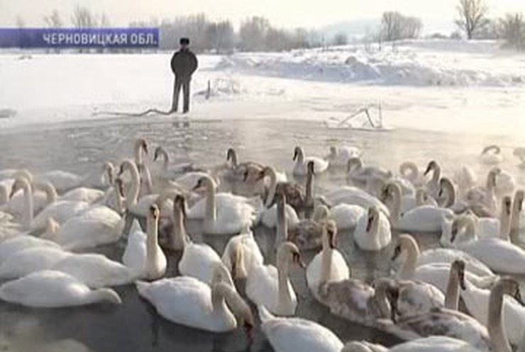 В Черновицкой области замерзло лебединое озеро