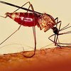 Вакцина против малярии может появиться уже через три года