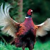 В Британии на жителей деревни нападает агрессивный фазан