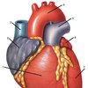 Здоровье сердца зависит от уровня IQ