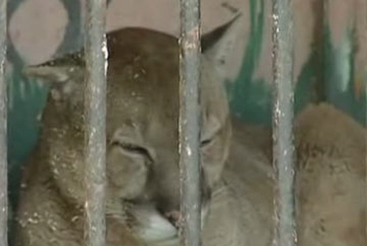 В Луганской области замерзает передвижной зоопарк