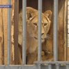 Африканского льва будут спасать в Харькове