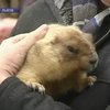 Львовские сурки предсказали раннюю и теплую весну