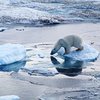 Политики заинтересованы в таянии полярных льдов