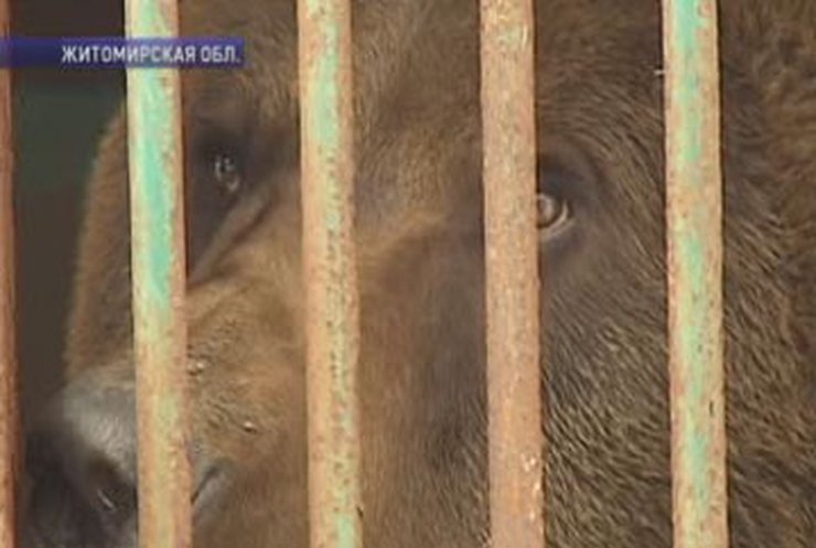 В Житомирской области решают судьбу медведя, попавшего в клетку