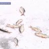 Януковича просят спасти рыбу в Днестре