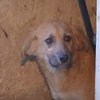 Луганский приют бездомных животных поставлен на грань выживания