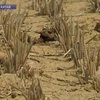 Юго-запад Китая страдает от засухи