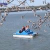 В Вашингтоне открылся фестиваль цветения сакуры
