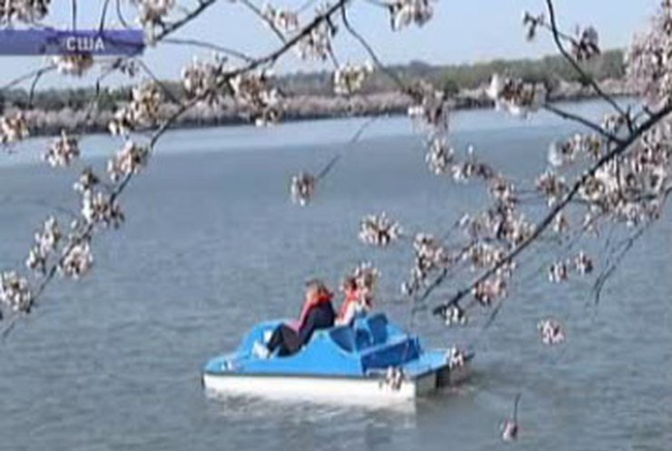 В Вашингтоне открылся фестиваль цветения сакуры