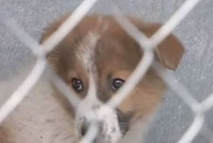 В Тернополе стерилизуют бродячих собак