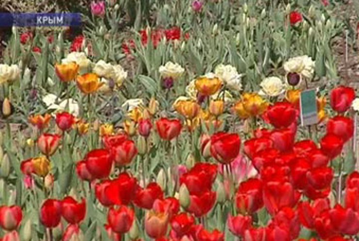 В Никитском ботсаду проводят "Бал тюльпанов"