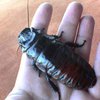 В США появился музей тараканов