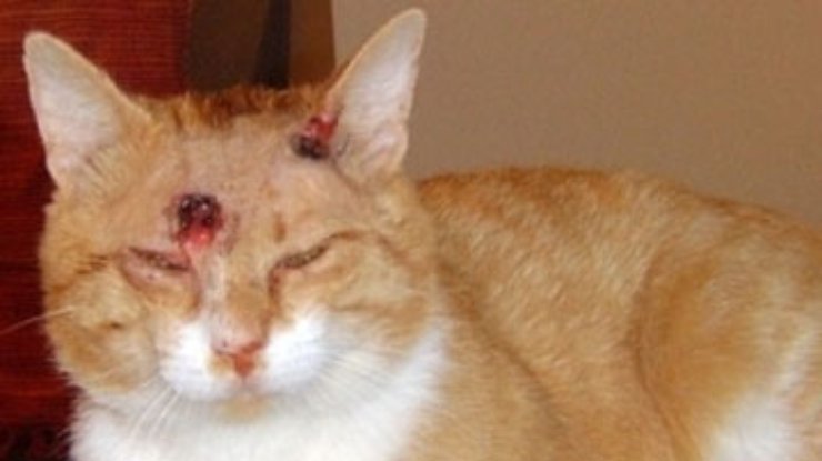 В Швеции кошка выжила после девяти ранений