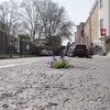 Житель Лондона засаживает выбоины на дорогах цветами