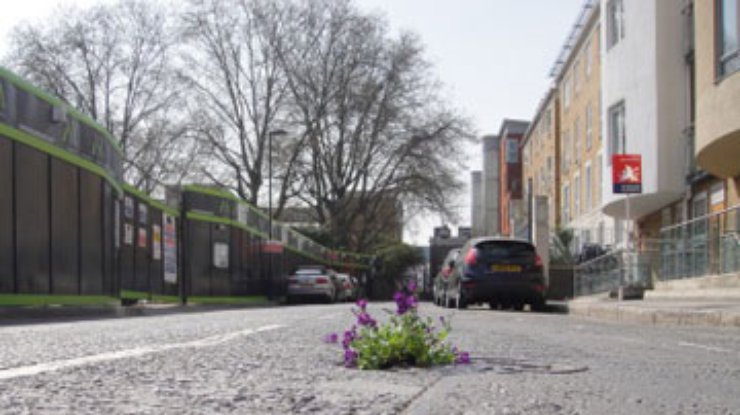 Житель Лондона засаживает выбоины на дорогах цветами