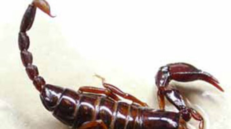 В Шотландии нашли окаменевшие следы гигантского скорпиона