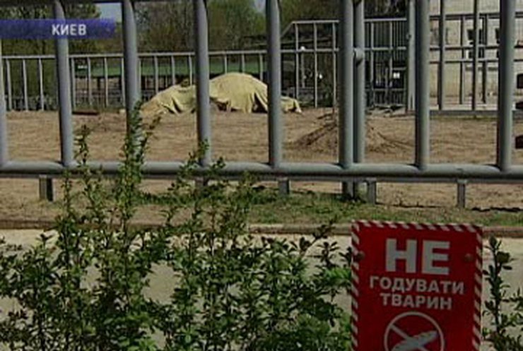 В Киевском зоопарке умер слон