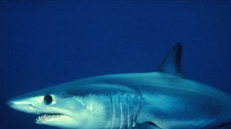 Самки акул способны производить потомство без самцов