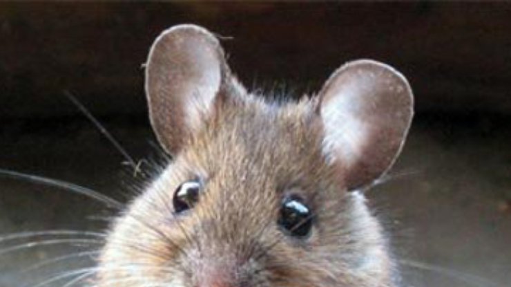 Найден источник страха мышей перед котами