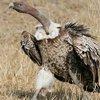 В Германии грифы будут служить полицейскими ищейками