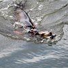 В военных учениях в США приняли участие дельфин и морские львы