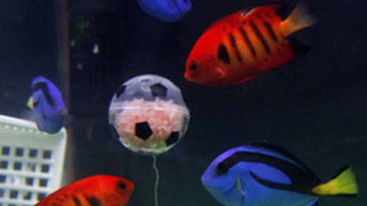 В Японии аквариумные рыбки сыграли в футбол