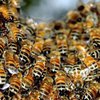 В США в ДТП попал грузовик с миллионами пчел