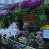 В Лондоне открылась крупнейшая в мире цветочная выставка