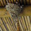 В Италии строителей обязали делать отверстия в крышах для птиц
