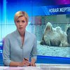 В Киевском зоопарке умерла верблюдица