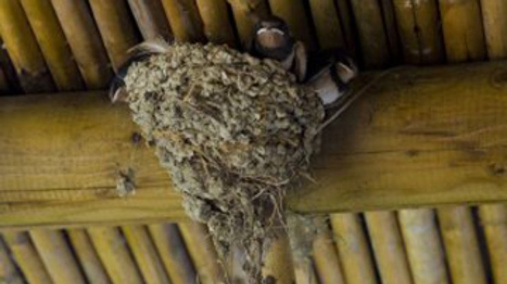 В Италии строителей обязали делать отверстия в крышах для птиц