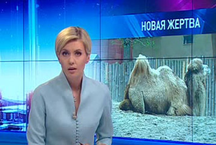 В Киевском зоопарке умерла верблюдица
