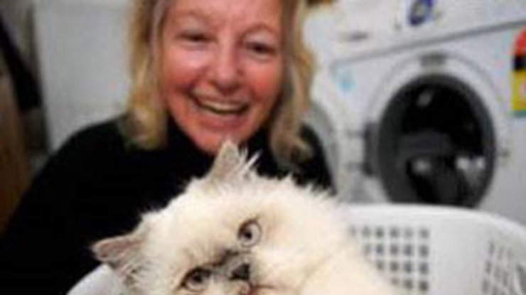 В Австралии котенок выжил после стирки в машине