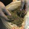 Во Львове изъяли партию марихуаны на 200 тысяч гривен