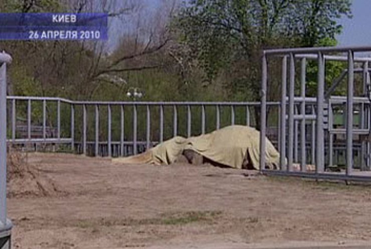 В киевском зоопарке умерла самка бизона