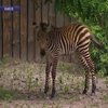 В столичном зоопарке родилась самка зебры