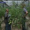Нью-Йорк охватила мода на огороды на крышах небоскребов