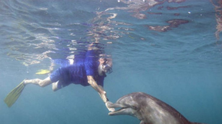 Ученый наладил общение с дельфином при помощи iPad