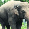 Слона в киевском зоопарке отравили - комиссия