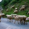 В Греции фермеров обязали освещать овец по ночам